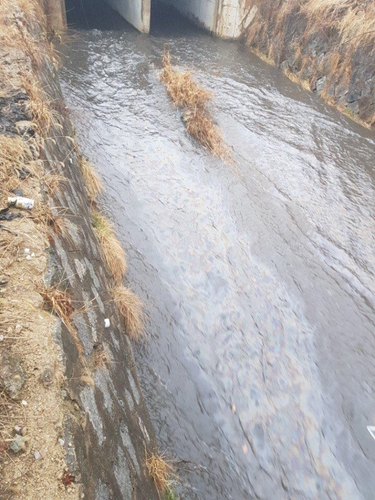 충남 아산 현대자동차 인근 곡교천에서 빗물에 기름띠가 흘러가고 있다.(사진-연합뉴스)