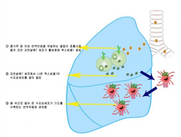 XCL1 단백질과 수지상세포, 그리고 천식 유발 관계 (사진=서울대병원)