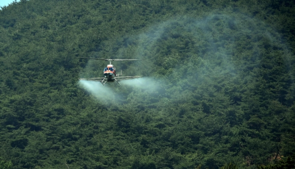 소나무재선충병 항공방제 모습 (사진=산림청)