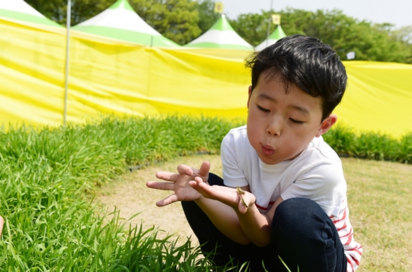 장성 홍길동 축제에서 메뚜기를 살펴보는 어린이 (사진=장성군청)