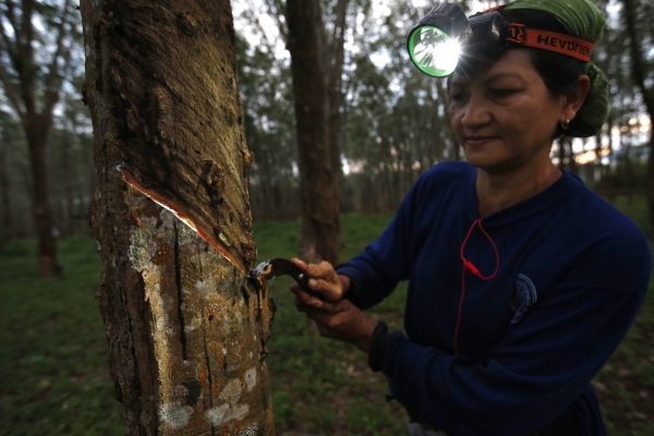 사진은 지난 2014년 11월 6일 태국 푸켓의 한 고무 농장에서 현지인 여성이 헤드램프를 착용한 채 천연고무를 채취하는 모습