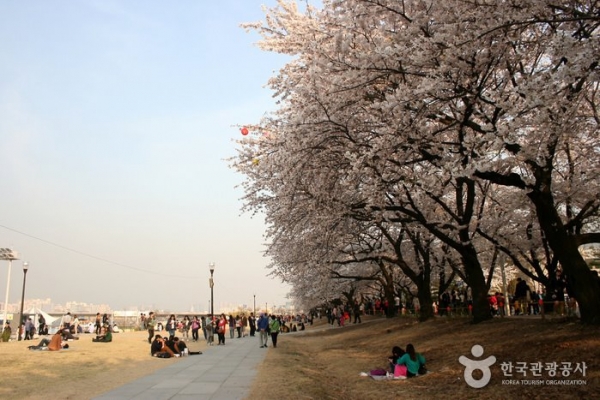 개화일 4월 3일에 열린 '2019.여의도 봄꽃 축제'를 즐기고 있는 시민들의 모습 (사진-한국 관광 공사)