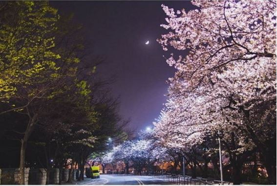 여의도 벚꽃 축제는 밤에퇴근하는 직장인, 연인들을 위해 야간경관조명으로 밤풍경을 선사하고 있다 (사진- 인사이트)