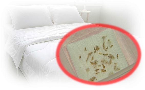 1000만원 이상의 낙타털 침대에서 애벌레와 나방 등의 벌레가 발견돼 논란이 일고 있다. 벌레 사진은 YTN보도 영상 캡처.