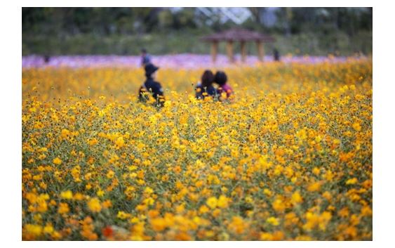 인천시 계양구는 계양경기장 옆에 있는 계양꽃마루에 코스모스 꽃밭을 개장한다고 21일 밝혔다. (사진-연합뉴스)