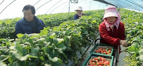 김제 스마트팜에서 딸기 수확하는 중. (사진 - 연합뉴스)